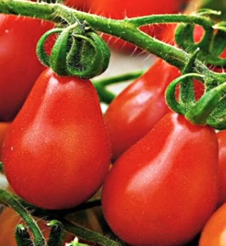 Valgomieji pomidorai 'Radana Red' (Solanum lycopersicum), 5 sėklos