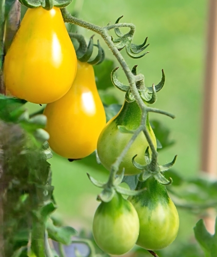 Valgomieji pomidorai 'Dattelwein' (Solanum lycopersicum), 5 sėklos