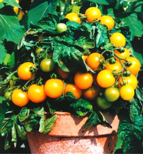 Valgomieji pomidorai 'Venus' (Solanum lycopersicum', 5 sėklos