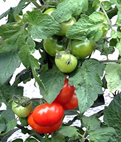 Valgomieji pomidorai 'Jani' (Solanum lycopersicum), 5 sėklos