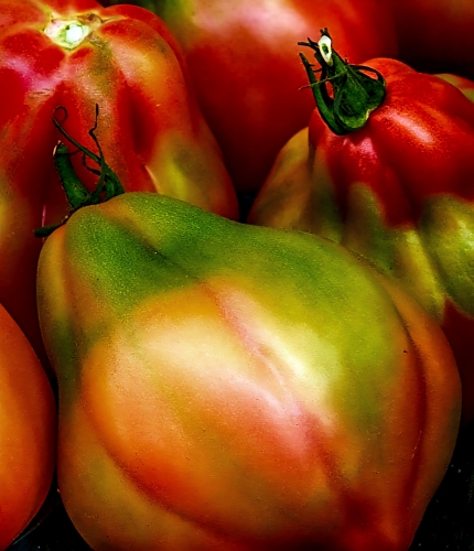 Valgomieji pomidorai  ' Canestrinodi Luca' (Solanum lycopersicum) 5 sėklos