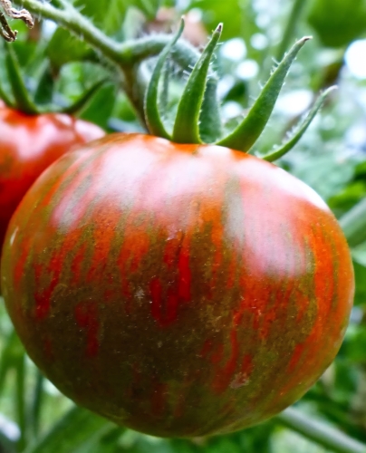 Valgomieji pomidorai 'Black zebra'  (Solanum lycopersicum) 6 sėklos
