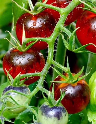 Valgomieji pomidorai Luther F1 (Solanum lycopersicum) 5 sėklos