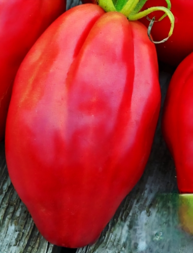 Valgomieji pomidorai ' Fiammante' (Solanum lycopersicum) 5 sėklos