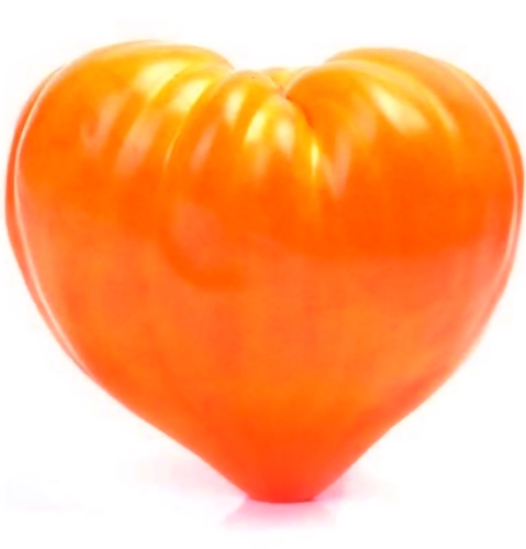 Valgomieji pomidorai 'Ochseherz Orange' (Solanum lycopersicum) 10 sėklų