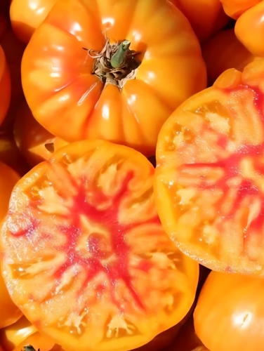 Valgomieji pomidorai "German Gold"  (Solanum lycopersicum) 10 sėklų