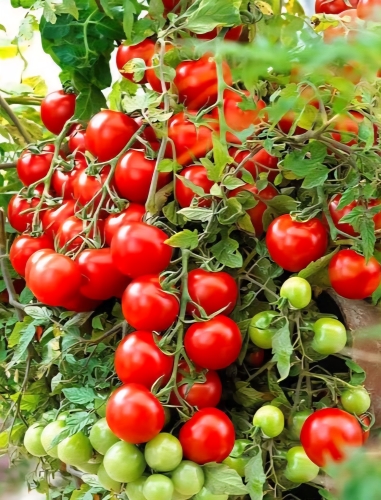 Valgomieji pomidorai " Tomfall" (Solanum lycopersicum) 5 sėklos