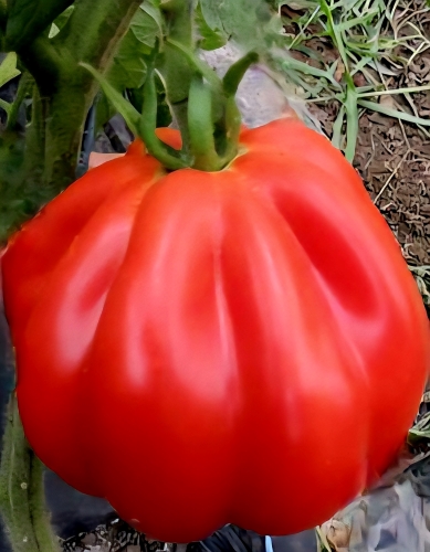 Valgomieji pomidorai "Liguria"  (Solanum lycopersicum) 7 sėklos