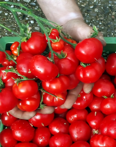 Valgomieji pomidorai "Mrglobe" (Solanum lycopersicum) 10 sėklų