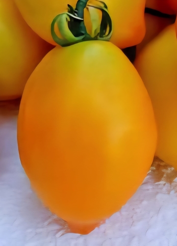 Valgomieji pomidorai "Citrina"  (Solanum lycopersicum) 10 sėklų