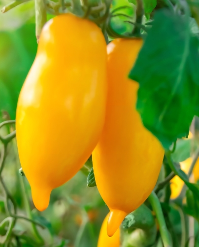 Valgomieji pomidorai "Banana Legs" (Solanum lycopersicum) 10 sėklų