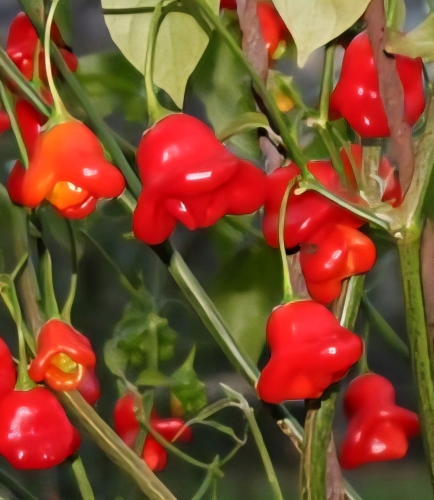 Vienmetė paprika "Glockenpaprika" (Capsicum annuum) 10 sėklų