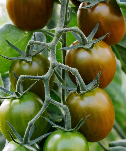 Valgomieji pomidorai Tomver F1(Solanum lycopersicum) 5 sėklos