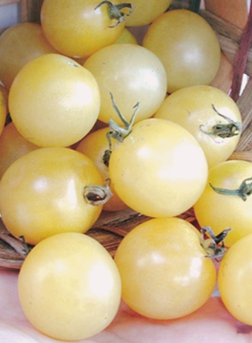 Valgomieji pomidorai "Snow Berry" (Solanum lycopersicum) 5 sėklos