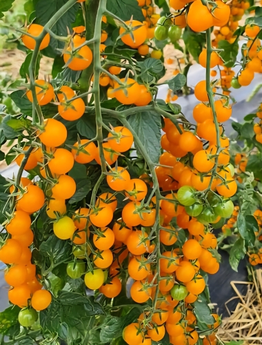 Valgomieji pomidorai  Perlino Yellow F1 (Solanum lycopersicum) 5 sėklos