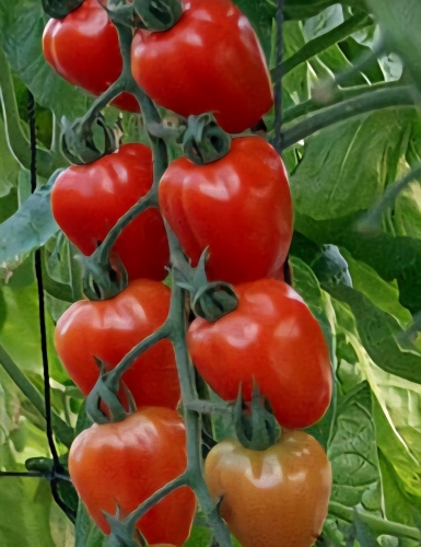 Valgomieji pomidorai Gardenberry F1 (Solanum lycopersicum) 5 sėklos