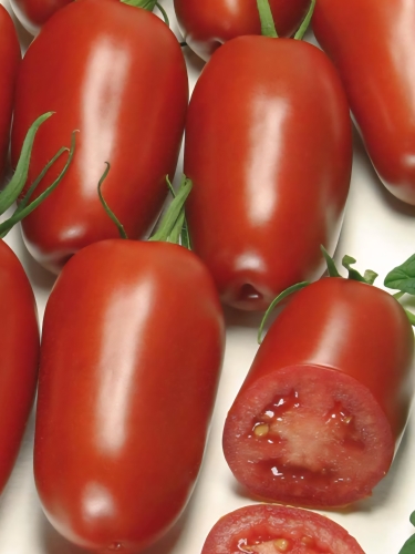 Valgomieji pomidorai Agro F1(San Marzano tipo) (Solanum lycopersicum) 5 sėklos