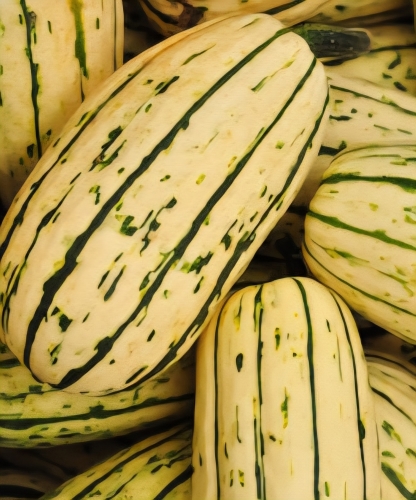 Moliūgai (Cukinija) "Delicata" (Cucurbita pepo) 5 sėklos