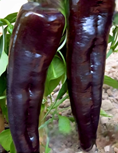 Vienmetė paprika Black Knight F1  (capsicum Annuum) 5 sėklos