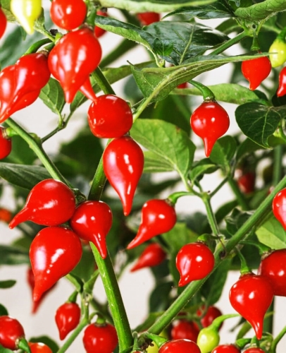 Datulinė paprika "Biquinho Red" (Capsicum chinense) 5 sėklos