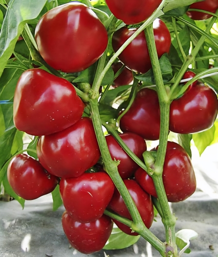 Vienmetė paprika  "Duma" (capsicum Annuum) 5 sėklos