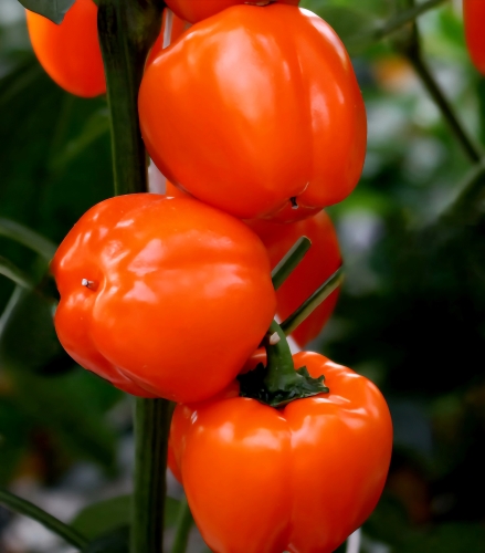 Vienmetė paprika "Ormidi"  (capsicum Annuum) 5 sėklos