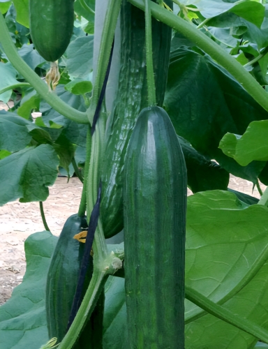 Paprastieji ilgavaisiai agurkai Kaneco F1 (Cucumis sativus) 5 sėklos