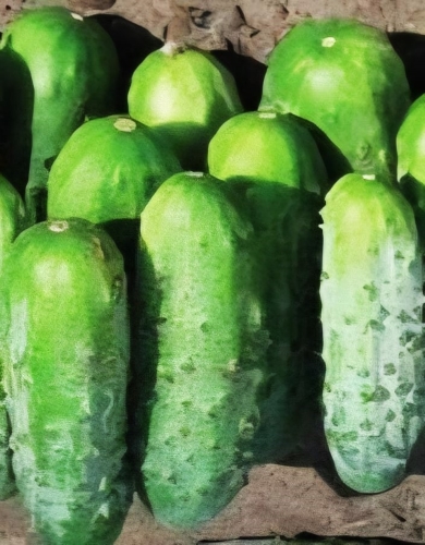 Paprastieji trumpavaisia agurkai Chantal F1 (Cucumis sativus) 10 sėklų