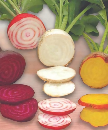 Raudonieji burokėliai, veislių mišinys (Beta vulgaris L.) 150 sėklų