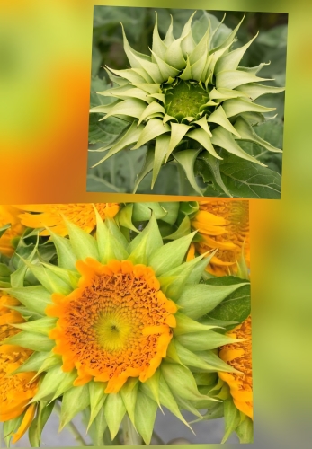 Paprastoji saulėgrąža 'SunFill Green" (Helianthus annuus) 18 sėklų