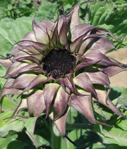 Paprastoji saulėgrąža 'SunFill Purple" (Helianthus annuus) 20 sėklų