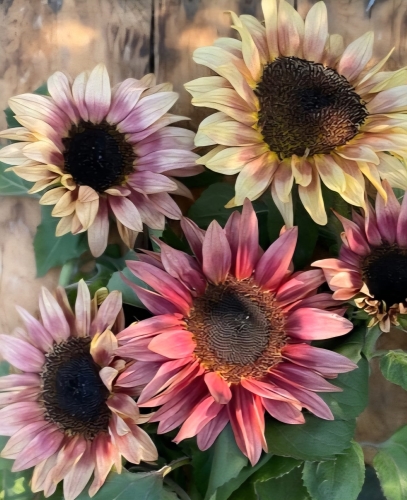 Paprastoji saulėgrąža 'ProCut Plum" (Helianthus annuus) 18 sėklų