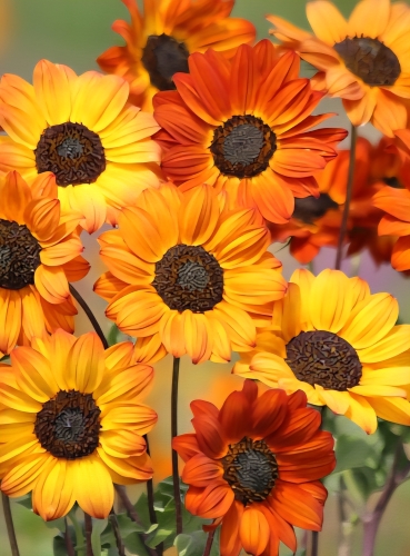 Gležnoji saulėgrąža "Soluna Bronce" (Helianthus debilis) 20 sėklų