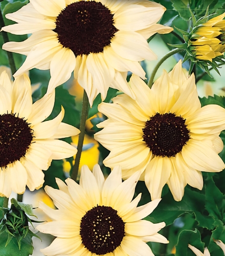 Gležnoji saulėgrąža "Vanilla Ice" (Helianthus debilis)60 sėklų