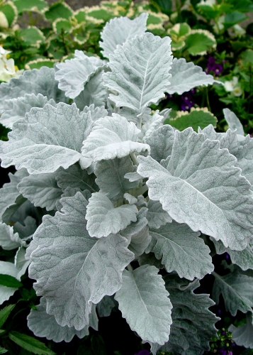 Pilkšvalapė žilė "New look" (Senecio bicolor) 20 dražuotų sėklų