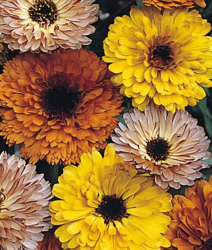 Vaistinė medetka "Touch of Red mi" (Calendula officinalis) 10 sėklų