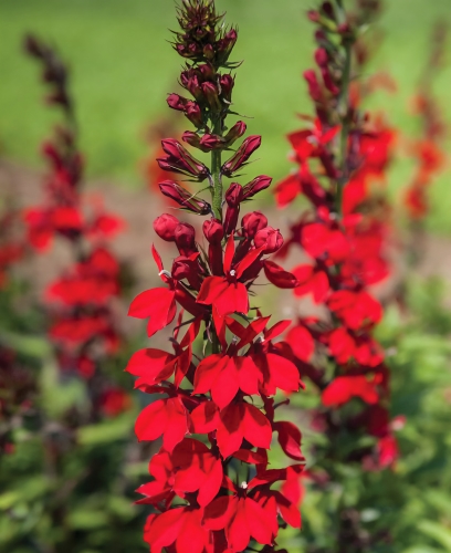 Lobelija daugiametė Fan Scharlach F1 (Lobelia speciosa), 10 sėklų