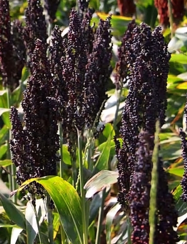 Juodasis sorgas (Sorghum nigrum) 45 sėklos