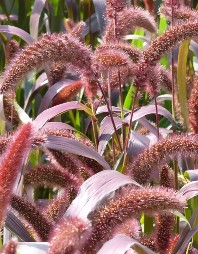 Italinė šėrytė raudina "Red Jewel" (Setaria italica), 180 sėklų