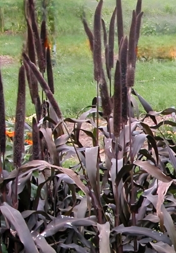 Varpotoji soruolė Purple Baron F1 (Pennisetum glaucum), 5 sėklos