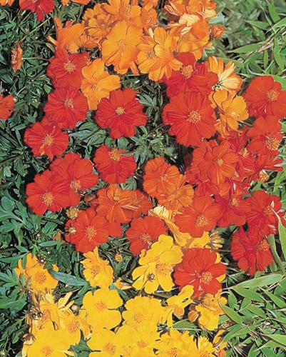 Kosmėja geltonoji  ŽEMAŪGĖ "Cosmic Mix" (Cosmos sulphurus), 20 sėklų