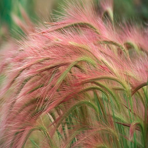 Karčiuotasis miežis "Ricky" (Hordeum jubatum), 25 sėklos