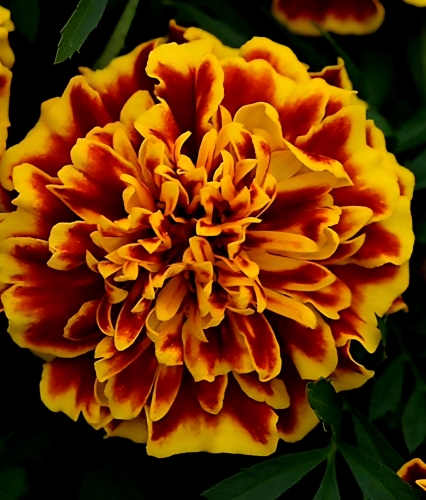 Gvazdikinis serentis "Bonanza Bee" (Tagetes patula), 15 sėklų