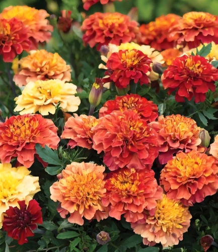 Gvazdikinis serentis "Strawberry Blonde" (Tagetes patula), 35 sėklos