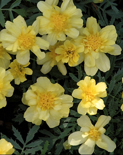 Gvazdikinis serentis "Alumia Vanilla Cream" (tagetes patula), 10 sėklų