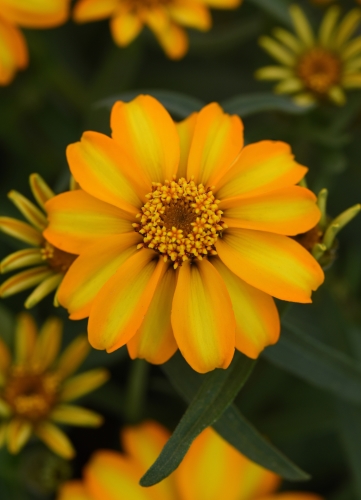 Žėmaūgė siauralapė gvaizdūnė  "Star Gold (Zinnia angustifolia)  10 sėklų