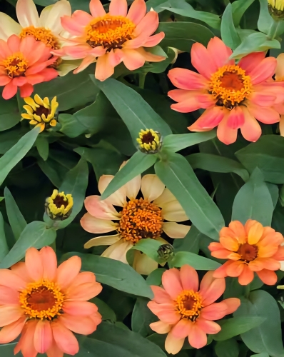Žemaūgė siauralapė gvaizdūnė Apricot F1  (Zinnia angustifolia)  10 sėklų