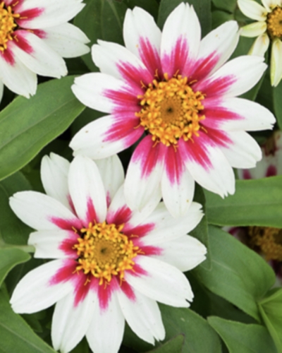 Žemaūgė merilendo gvaizdūnė Zahara Starling Rose  (Zinnia marylandica), 10s