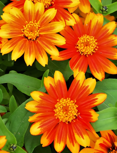 Žemaūgė merilendo gvaizdūnė Zahara Sunburst  (Zinnia marylandica), 10 sėklų