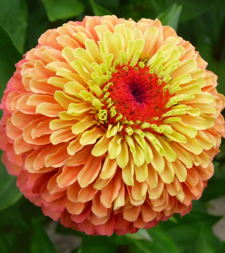 Puikioji gvaizdūnė "Queen Lime Orange" (Zinnia elegans), 10 sėklų